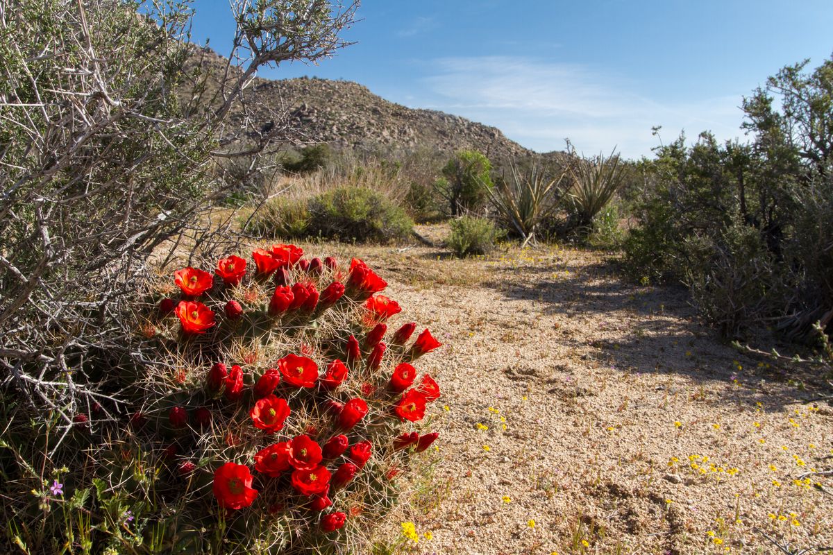 Mojave Preserve and the Amargosa Basin