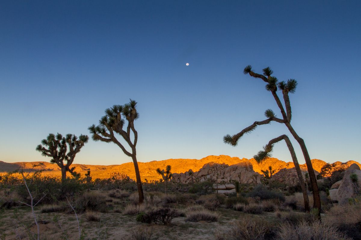 CA Joshua Tree