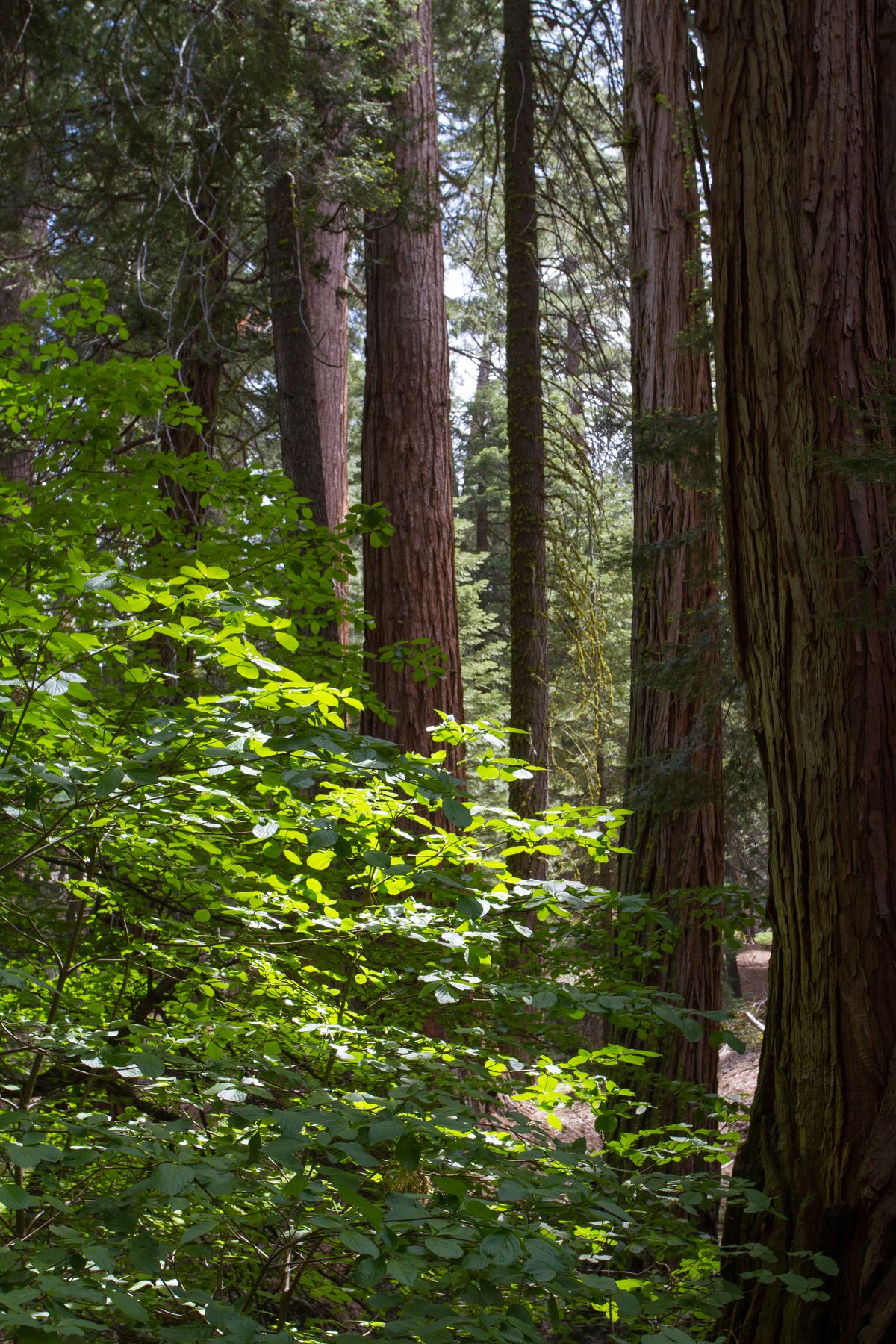 Sequoia and Southern Sierra