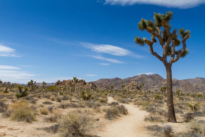 Boy Scout Trail