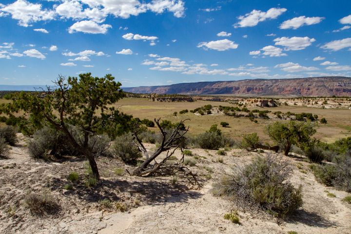 Box Flat and Prickly Pear Flat Cowboy Camps