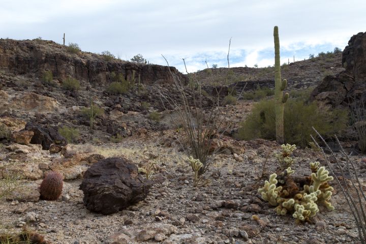 Indian Springs Petroglyphs