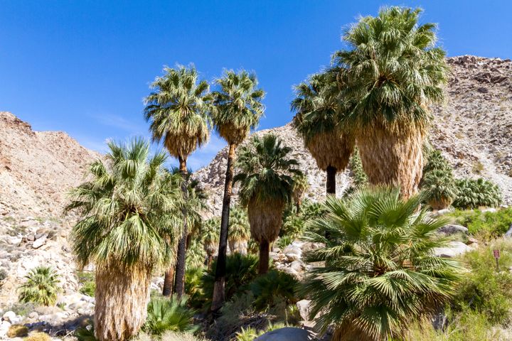 Fortynine Palms Oasis